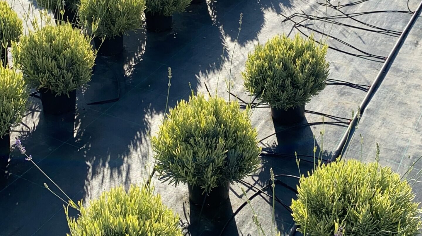 d25ac3af ccb3 4b87 a469 03e4c5d536de