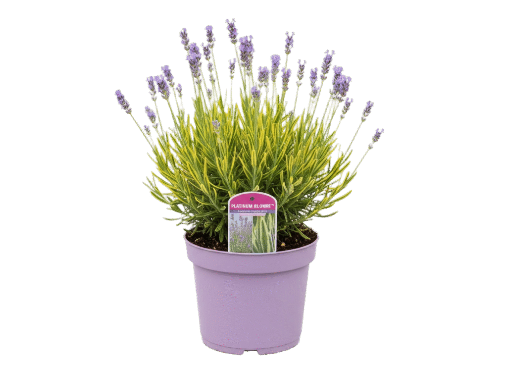 image 2025 10 28 (23)